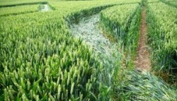 Crop circle Harewell lane